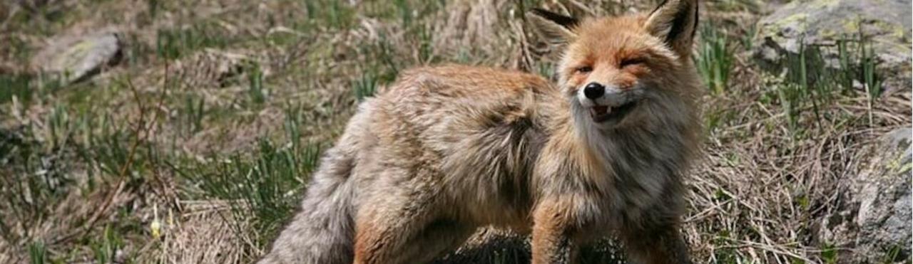 LA FAUNA DEL PARCO